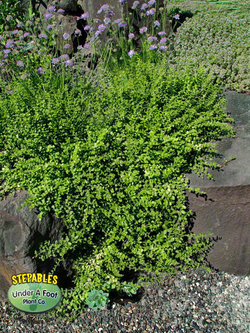 ../ProdImages/ProdImages_Extra/50_Euonymus fortunei Kewensis Miniature Wintercreeper on rocks_2015257.jpg